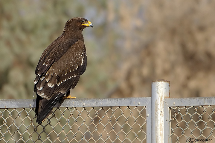 Aquila anatraia minore